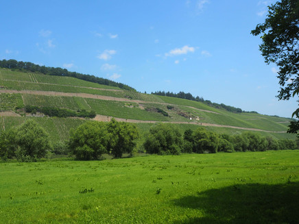 Blick auf die Weinberge in Brauneberg
